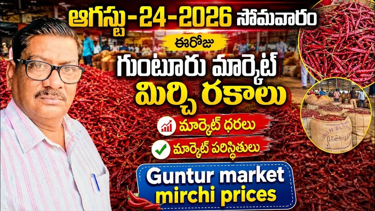 24-AUGUST-2026 GUNTUR MARKET MIRCHI PRICE|గుంటూరు  మార్కెట్ మిర్చి ధరలు|అన్ని మిర్చి రకాల ధరలు ఇలా