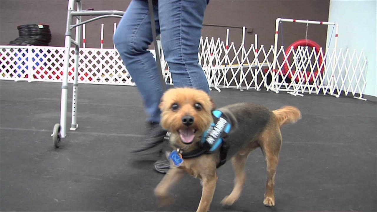 Take Paws: Therapy Dog Training with Christine Geschwill, CPDT-KA