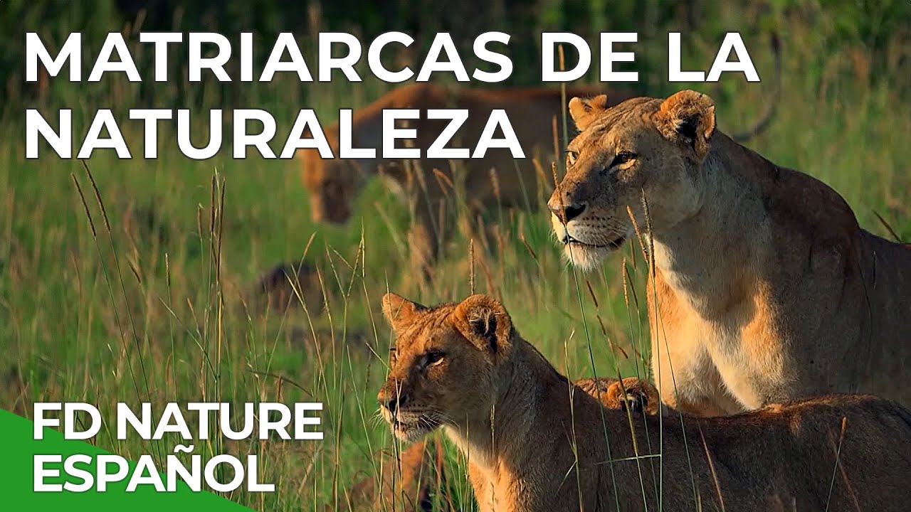 Matriarcas de la Naturaleza | Free Documentary Nature -  Español