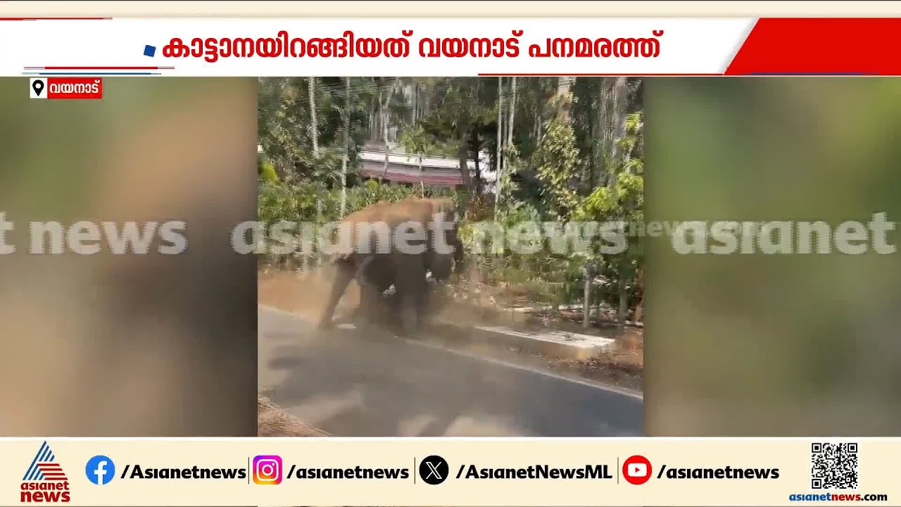 ജനങ്ങളെ ഭീതിയിലാഴ്ത്തിയ കാട്ടാനകളെ തുരത്തി; സംഭവം വയനാട് പനമരത്ത്, ദൃശ്യങ്ങൾ