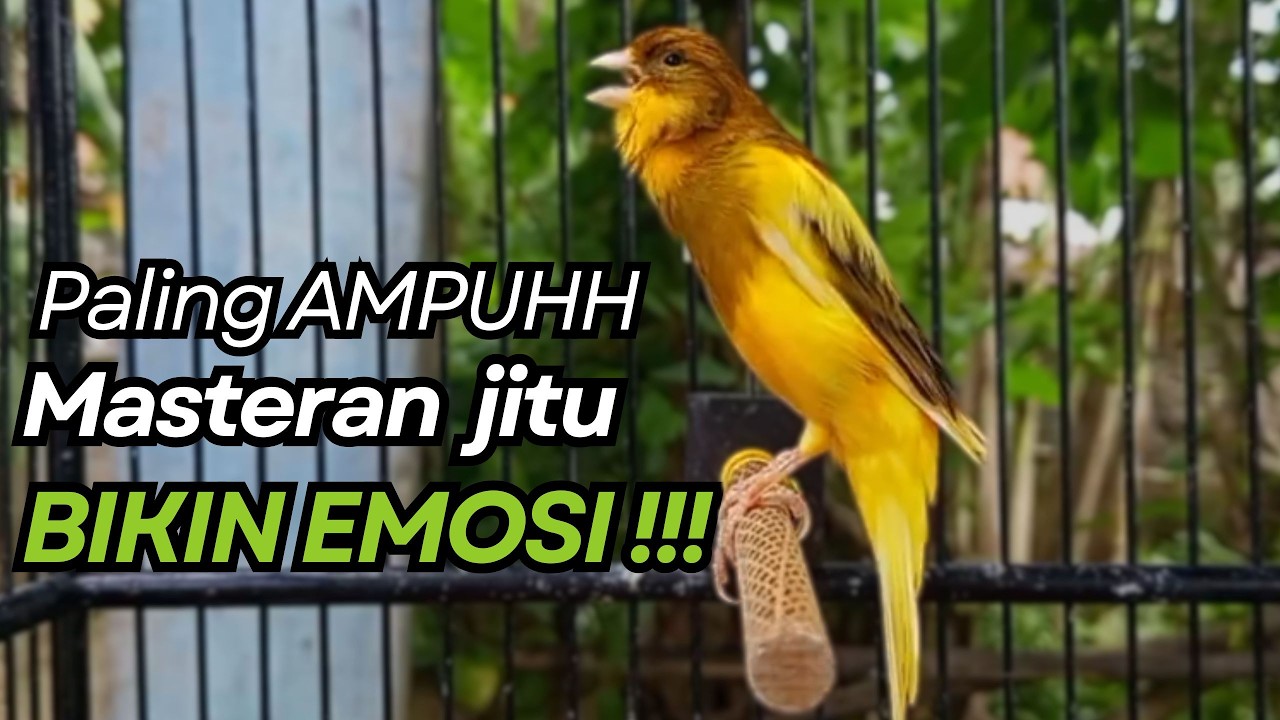 KENARI GACOR Cuit CUIT BIRAHI UNTUK PANCINGAN & MASTERAN Kenari PAUD AGAR BUNYI