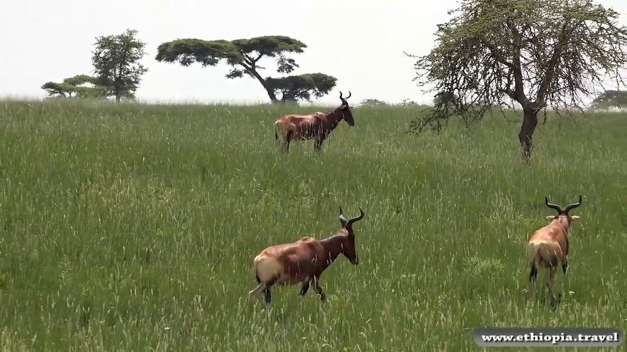 Ethiopia - Sankalle National Park