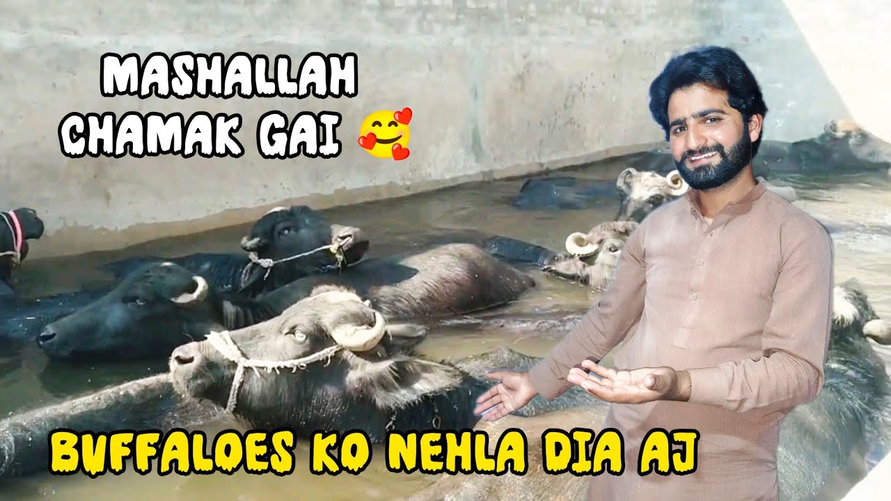 Buffaloes ko nehla kar chmka dia 🐃 | Mashallah ❤️ | daily routine vlog 