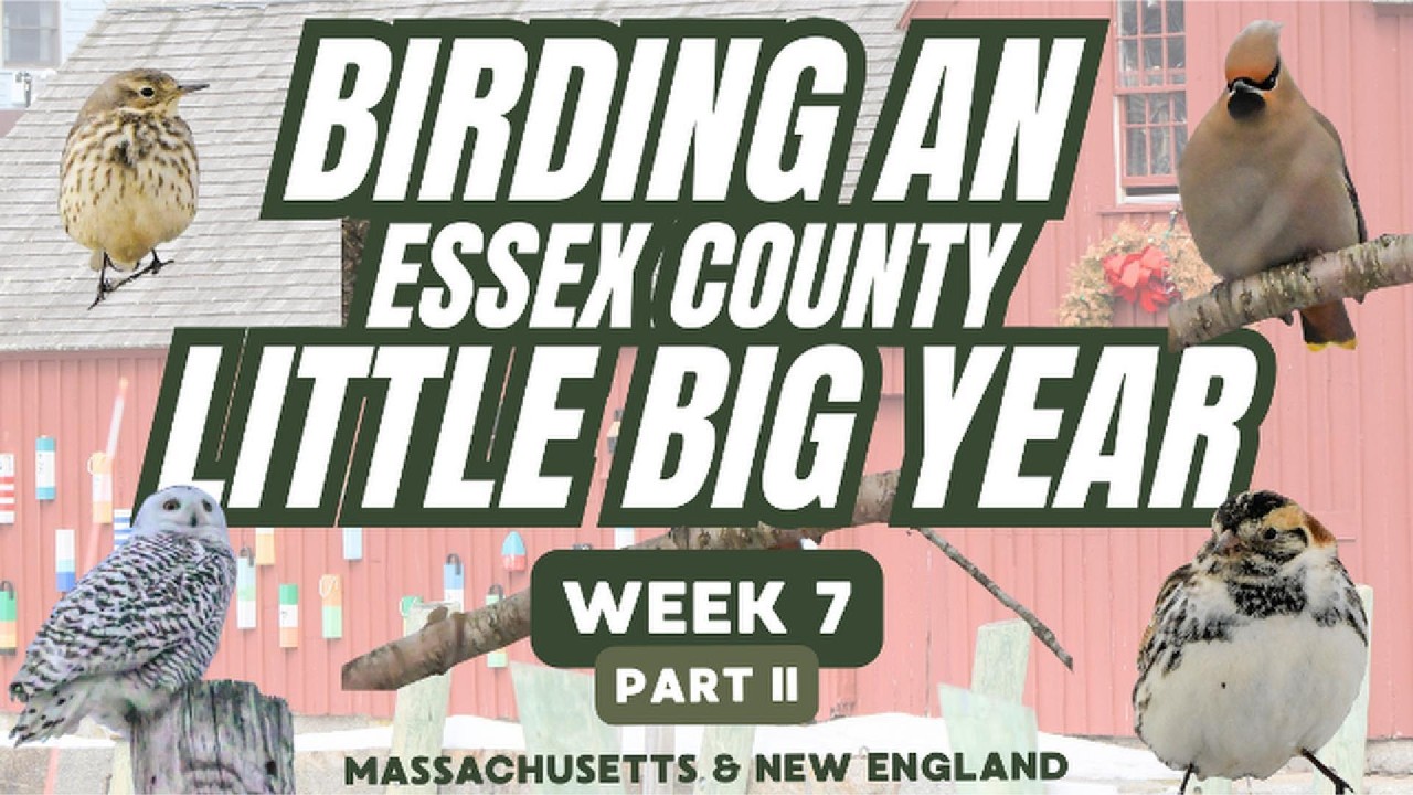 Essex County Winter Birding | Seals, Owls & Surprises