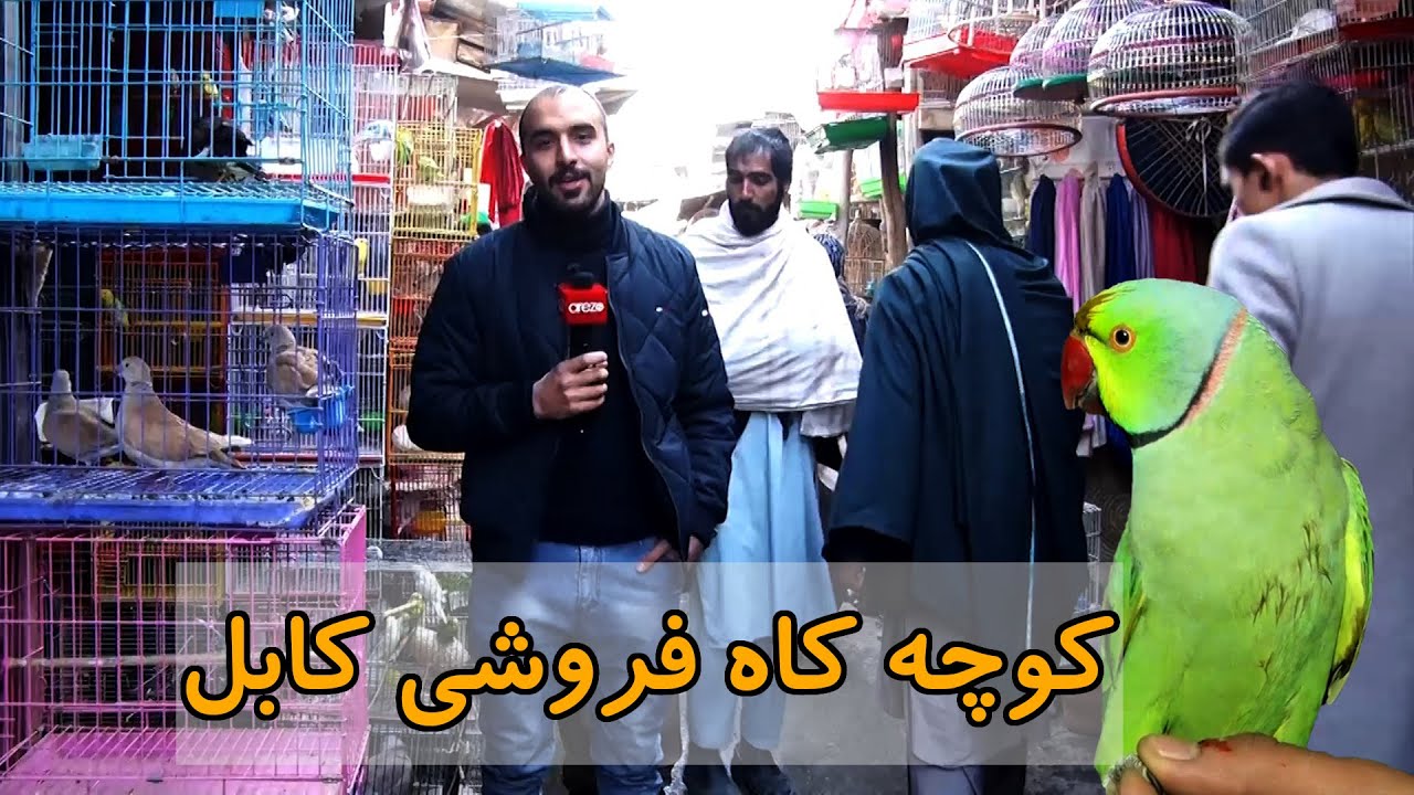گزارش ویژه از کوچه کاه فروشی کابل | طوطی سخنگو به قیمت ۱۰ لک افغانی و قیچی صادر شده به جرمنی