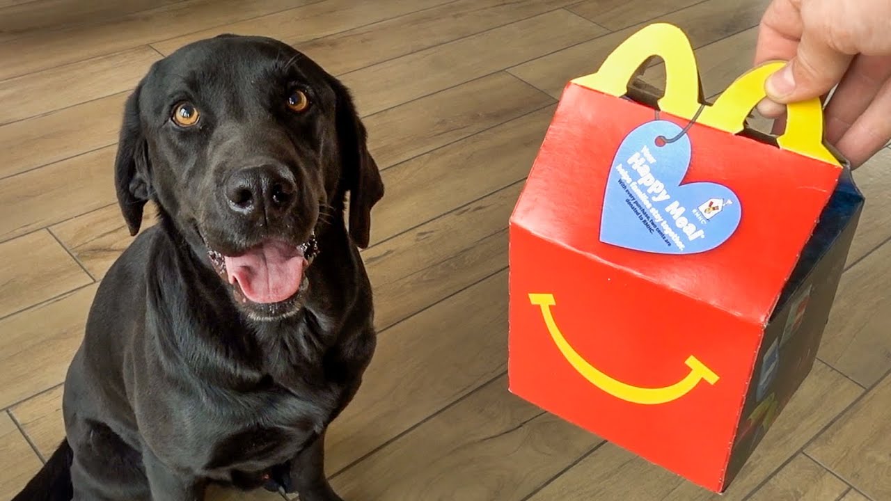 Лабрадор пробует первый Хэппи Мил от McDonald's