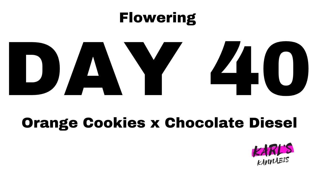 🌿 Flowering Day 40 - Orange Cookies x Chocolate Diesel Cannabis Strain - Medical Marijuana 🌸