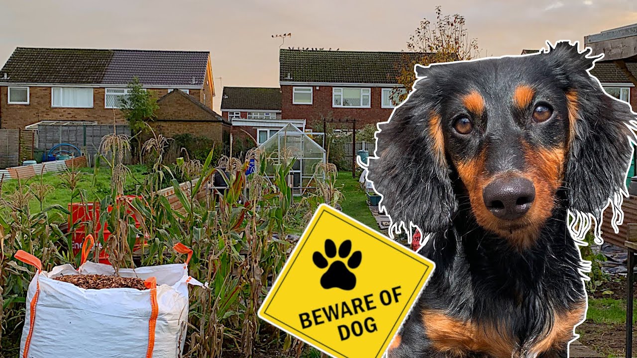 Puppy Proofing My Allotment