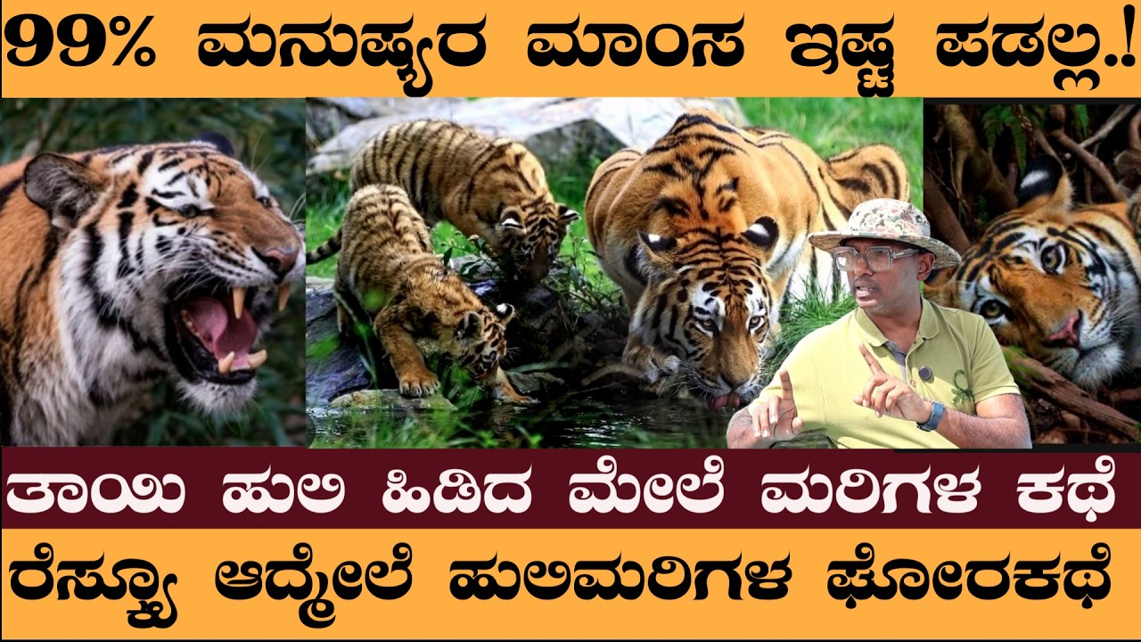 99% ಮನುಷ್ಯರ ಮಾಂಸ ಇಷ್ಟ ಪಡಲ್ಲ!ತಾಯಿ ಹುಲಿ ಹಿಡಿದ ಮೇಲೆ ಮರಿಗಳ ಕಥೆ - Siddu Pinaki #wildlife #naveenrowth