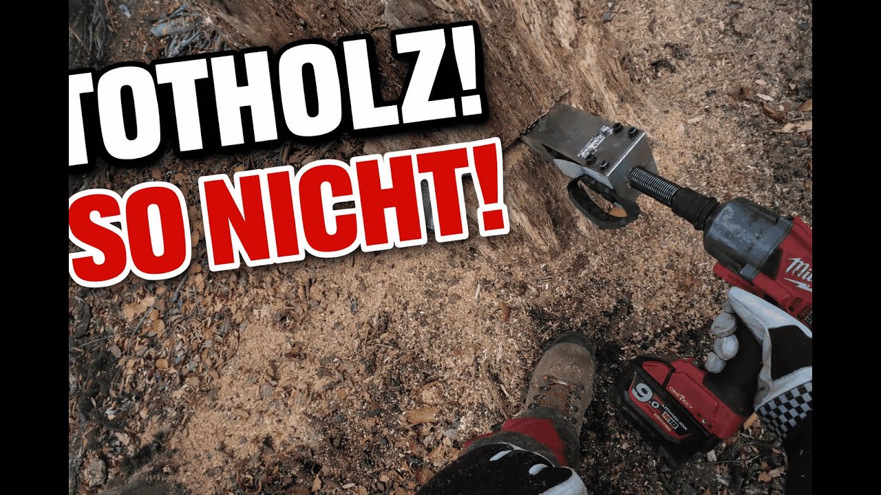 Baumfällung mit Totholz – erschütterungsfrei