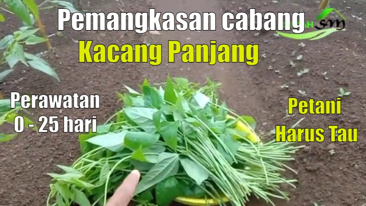 Pemangkasan cabang pada kacang panjang