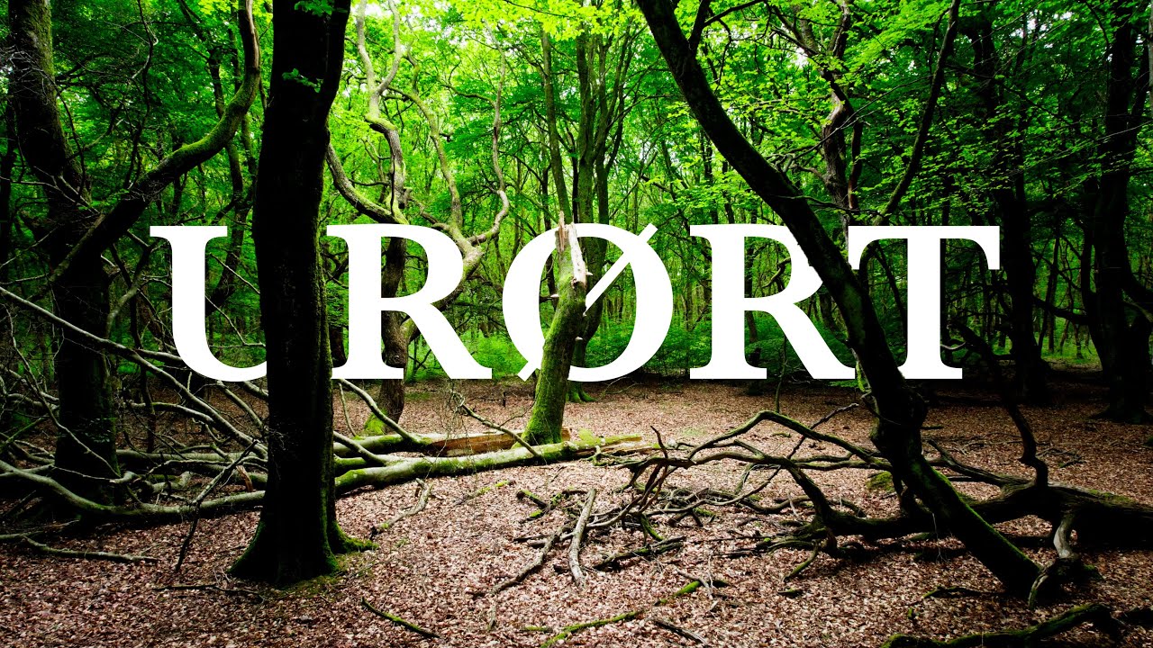 Draved Skov - Danmarks st&oslash;rste ur&oslash;rte skov