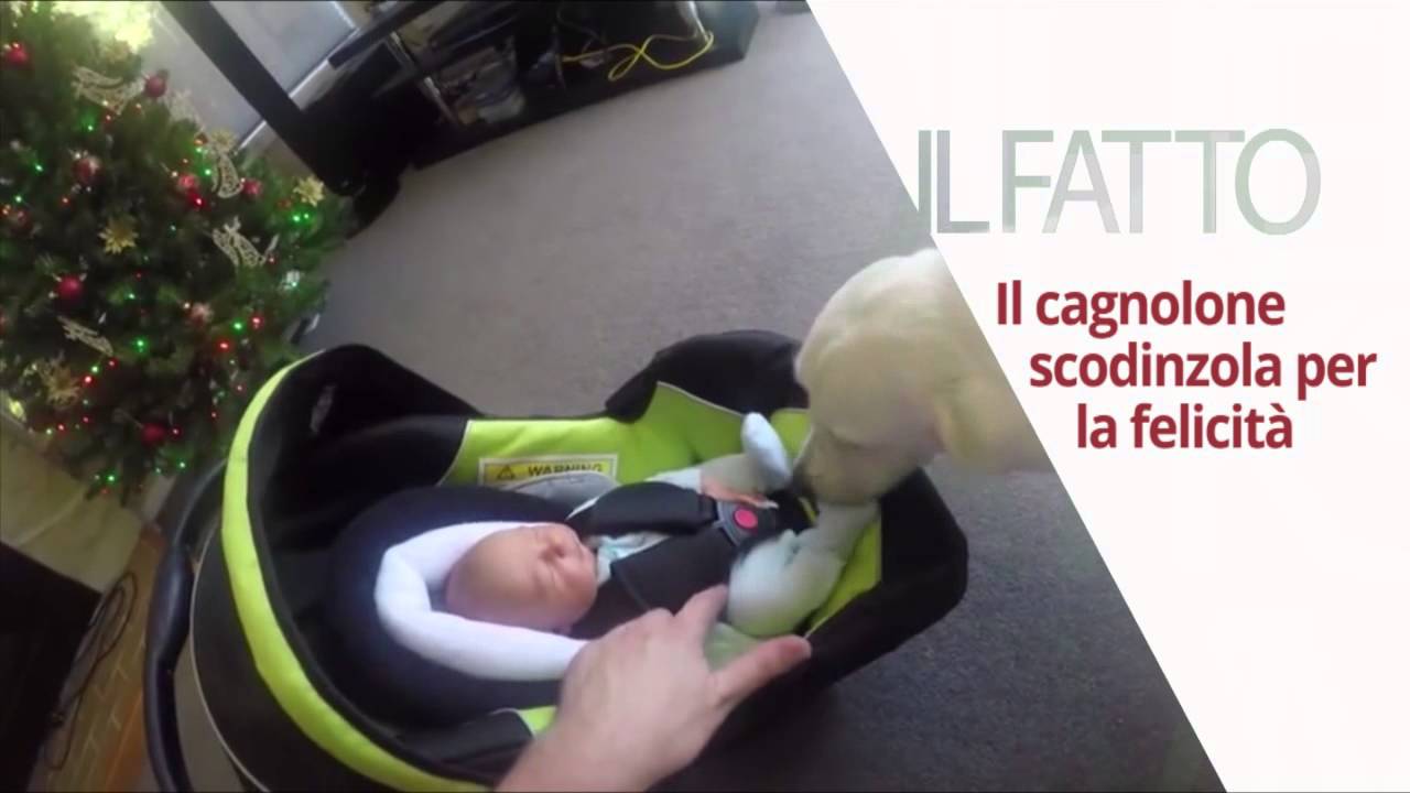 Quando un cane e un bambino si incontrano per la prima volta