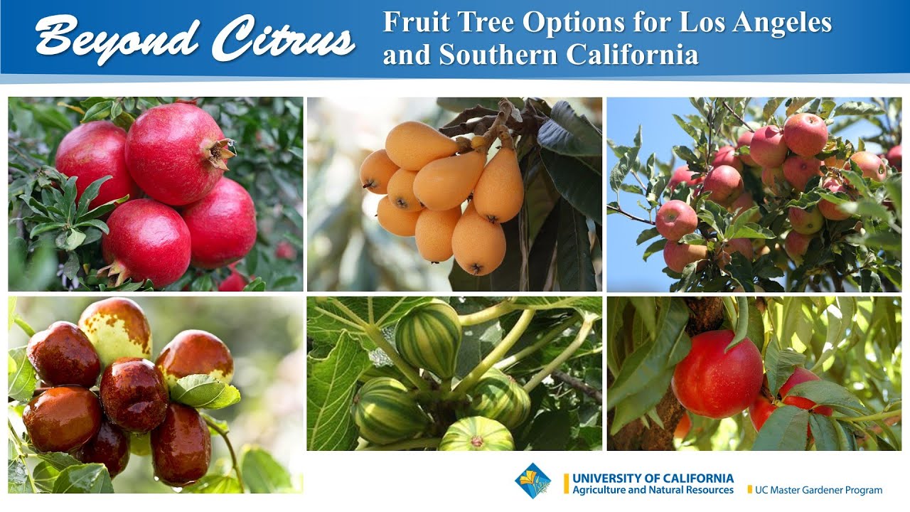 Beyond Citrus: Fruit Tree Options for Los Angeles and Southern California, Aug 8 2020