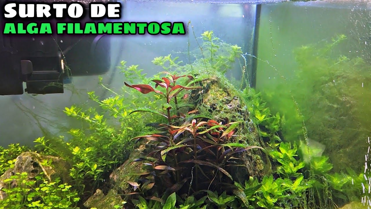 SURTO DE ALGA FILAMENTOSA NO PLANTADO DE CAMARÕES