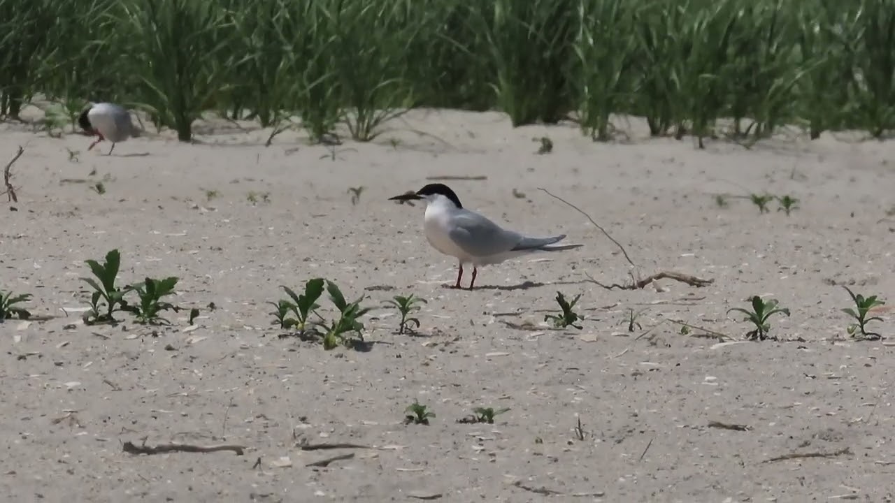 Roseate Tern clip, New York USA