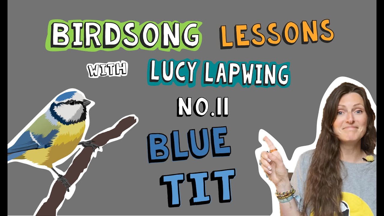 How to Identify Blue Tit Song - Episode 11 of Birdsong Lessons with Lucy Lapwing