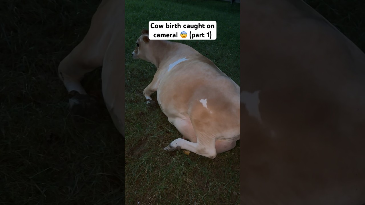 She&rsquo;s Going Into Labor! 🤰 Cow Birth Caught On Camera! #shorts #birth