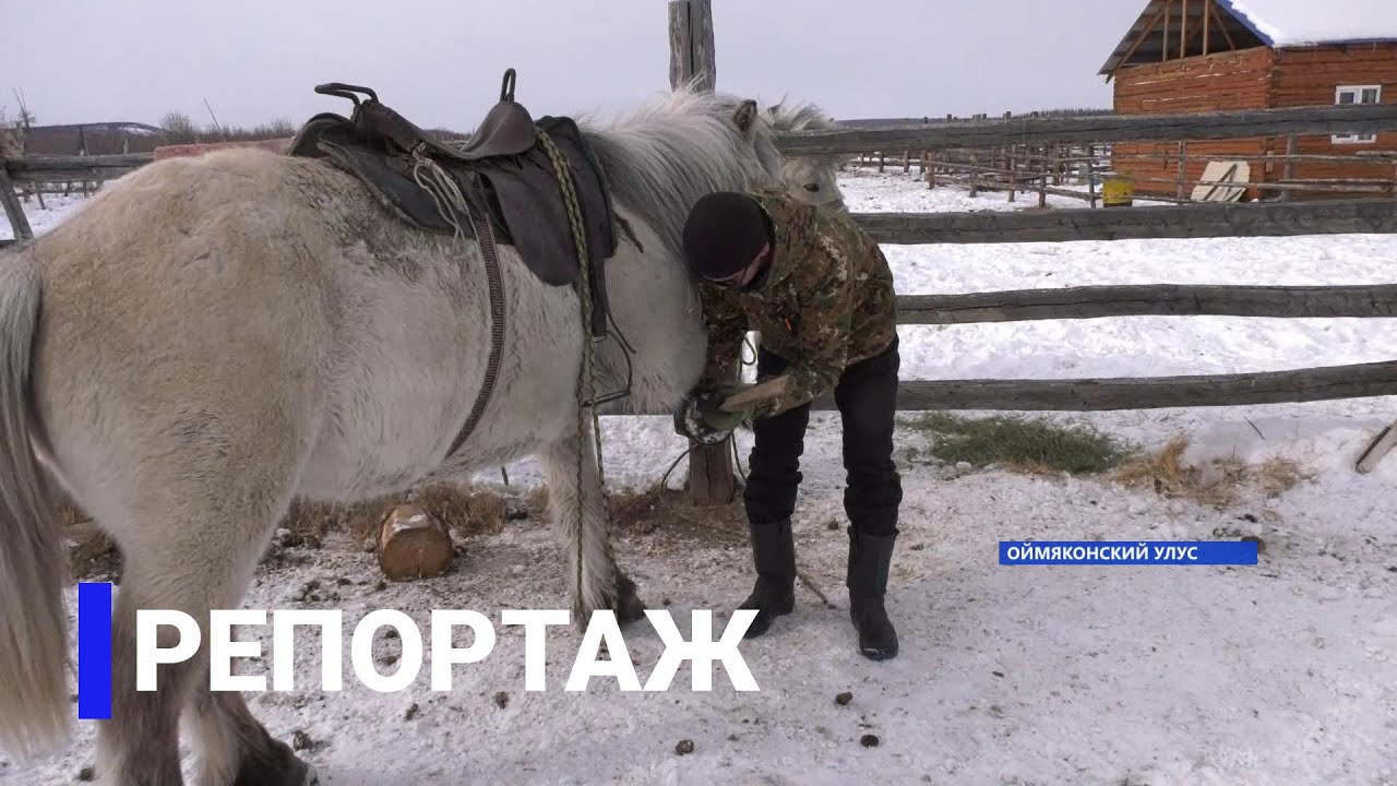 Репортаж: Коневодство в Оймяконском районе Якутии