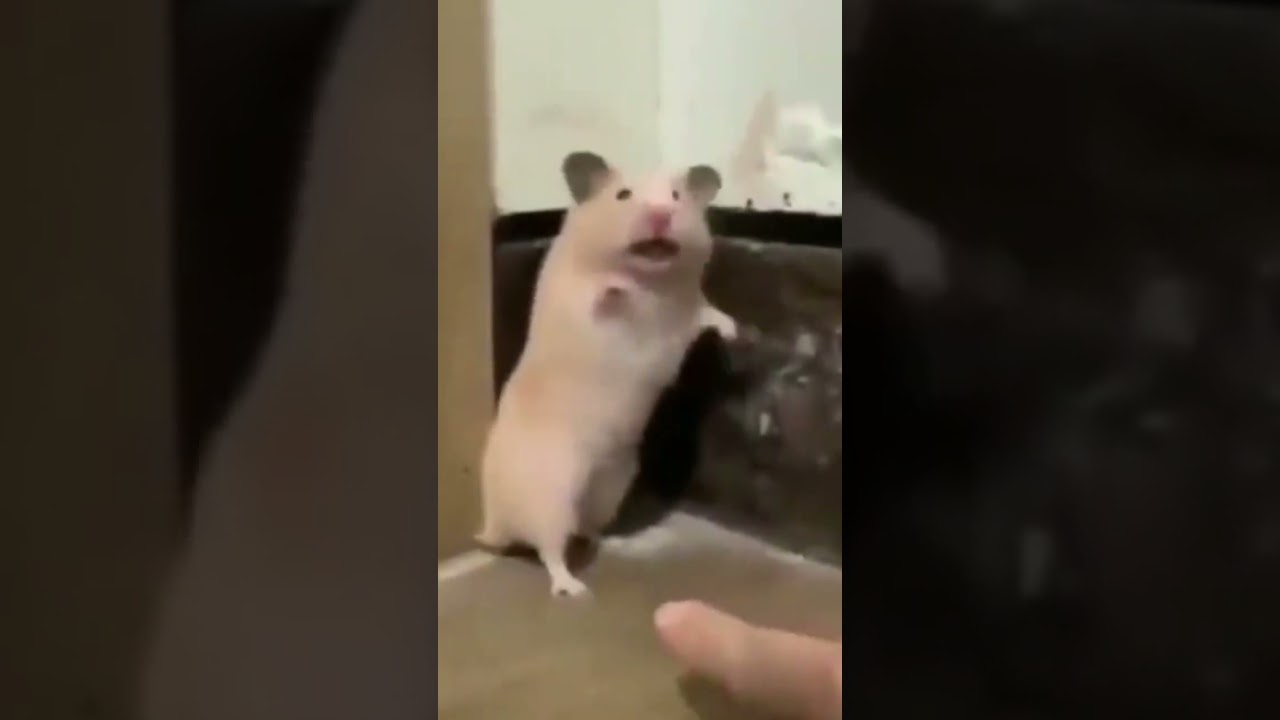 Funny and Cute Hamsters Video Compilation