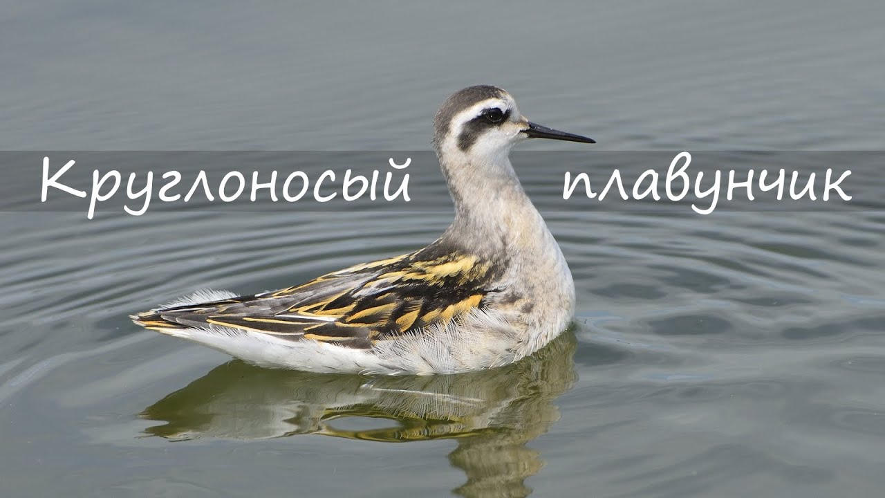 ПРОГУЛКИ С КУЛИКАМИ (4K): Круглоносый плавунчик / Red-necked phalarope