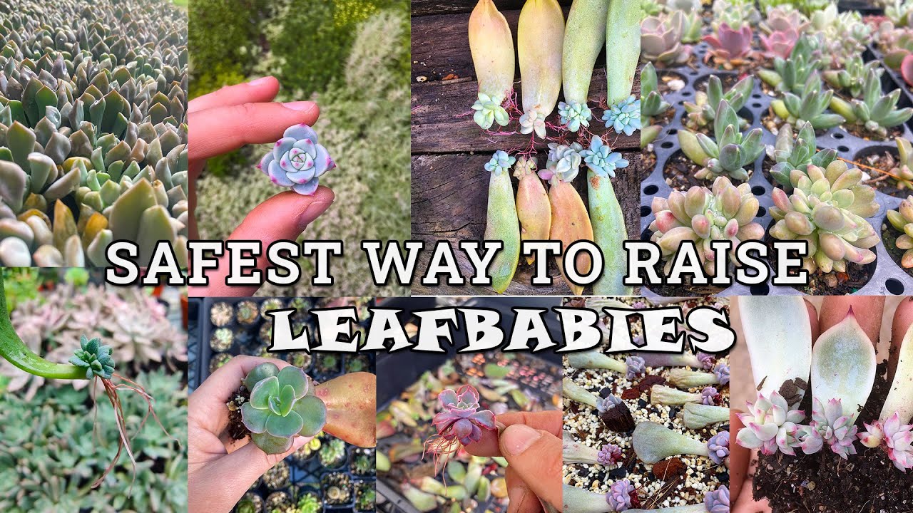 Safest way to propagate succulent leaves