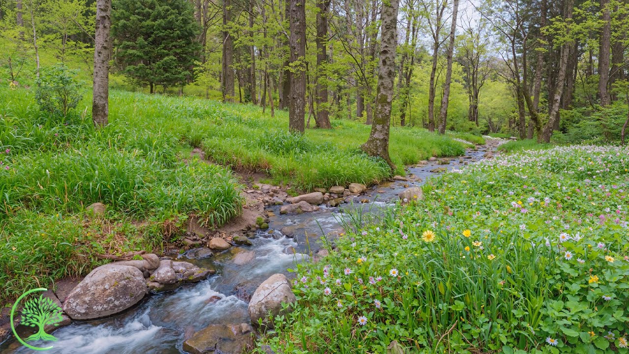 Успокаивающие звуки природы 🌱 Умиротворяющая музыка. Перезагрузите свою нервную систему #3