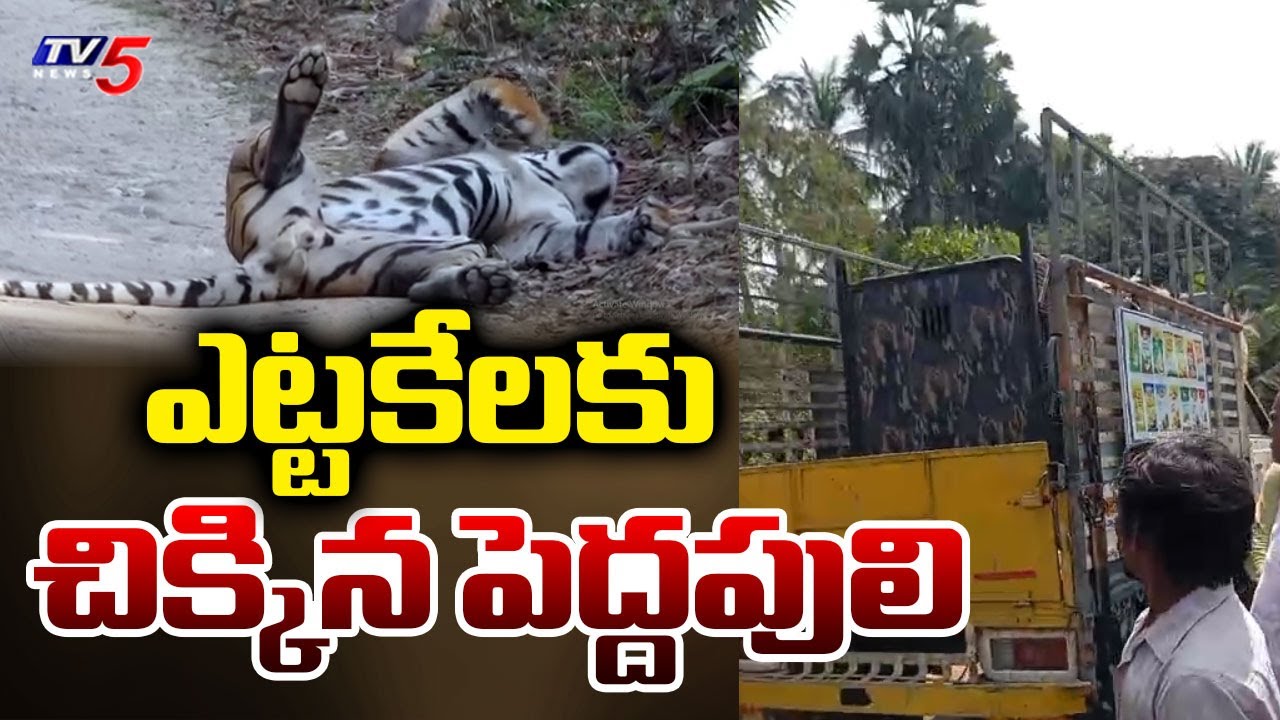 చిక్కిన బెబ్బులి | Tiger Caught With Tranquilizer Injection | East Godavari || TV5 News