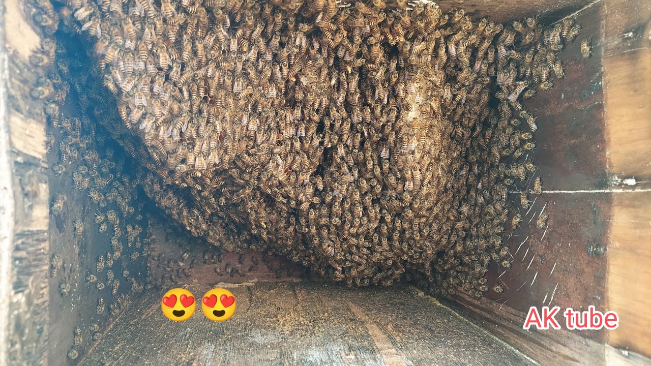 Obsessed with honeybees😍||AK tube||