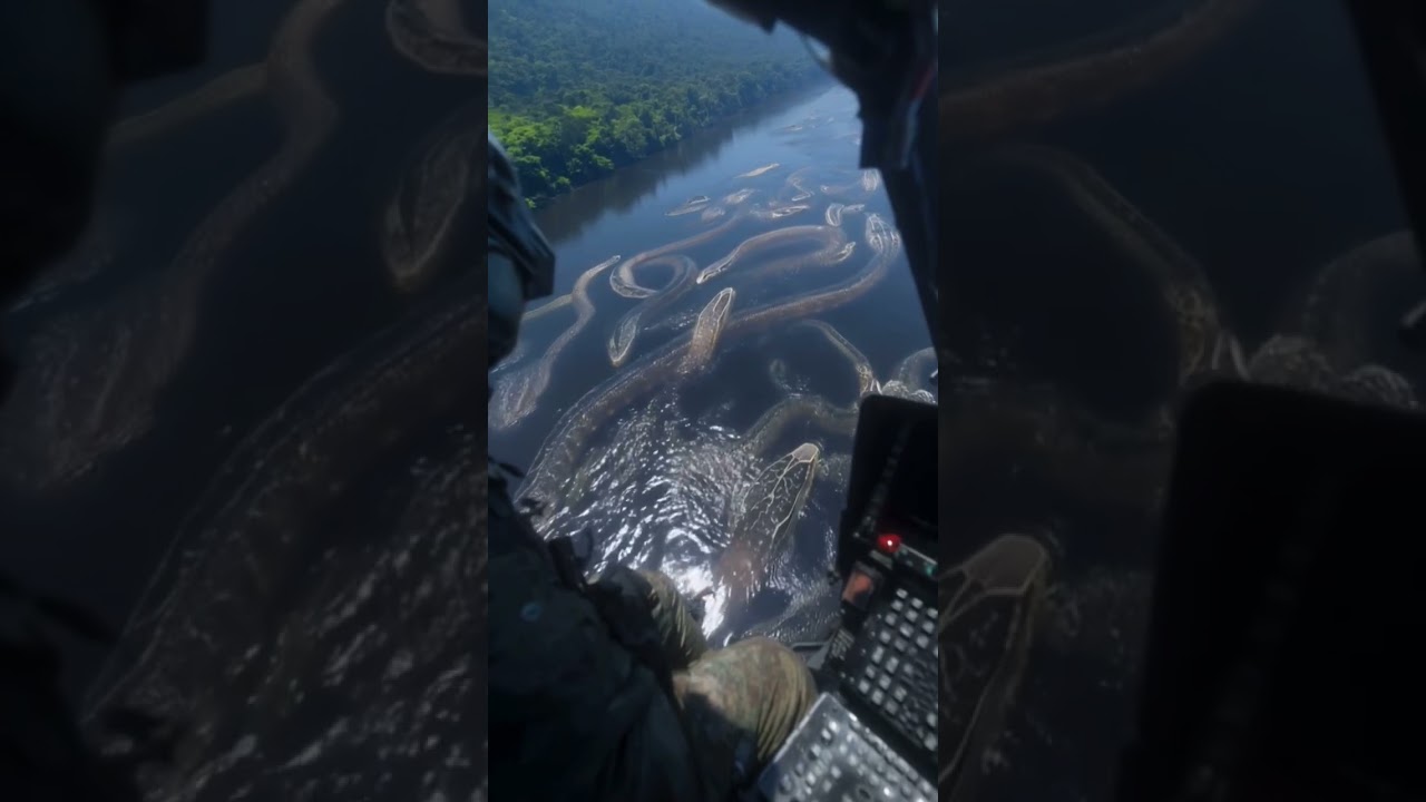 Many big anacondas were seen in the river of Amazon jungle #snake #usa #anaconda #ai