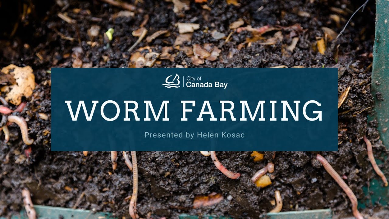 Easy worm farming for beginners