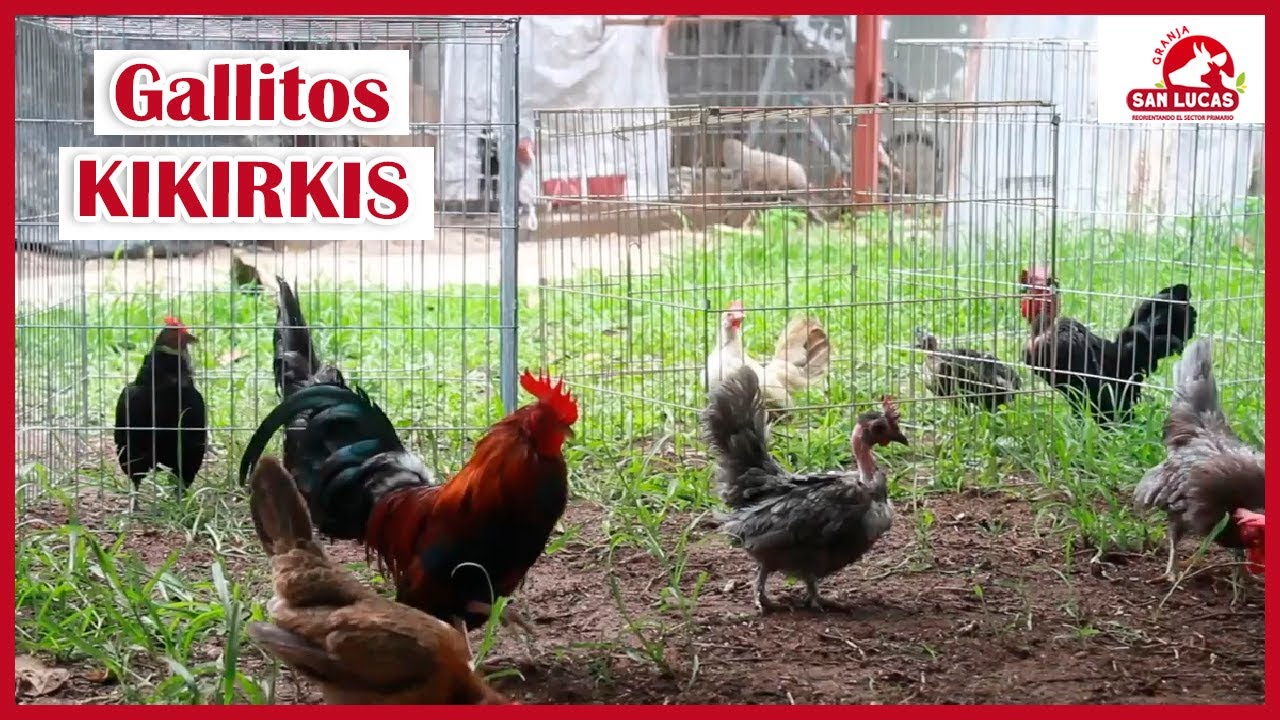 KIKIRIKIS ejemplares | Razas y Características |  Granja San Lucas