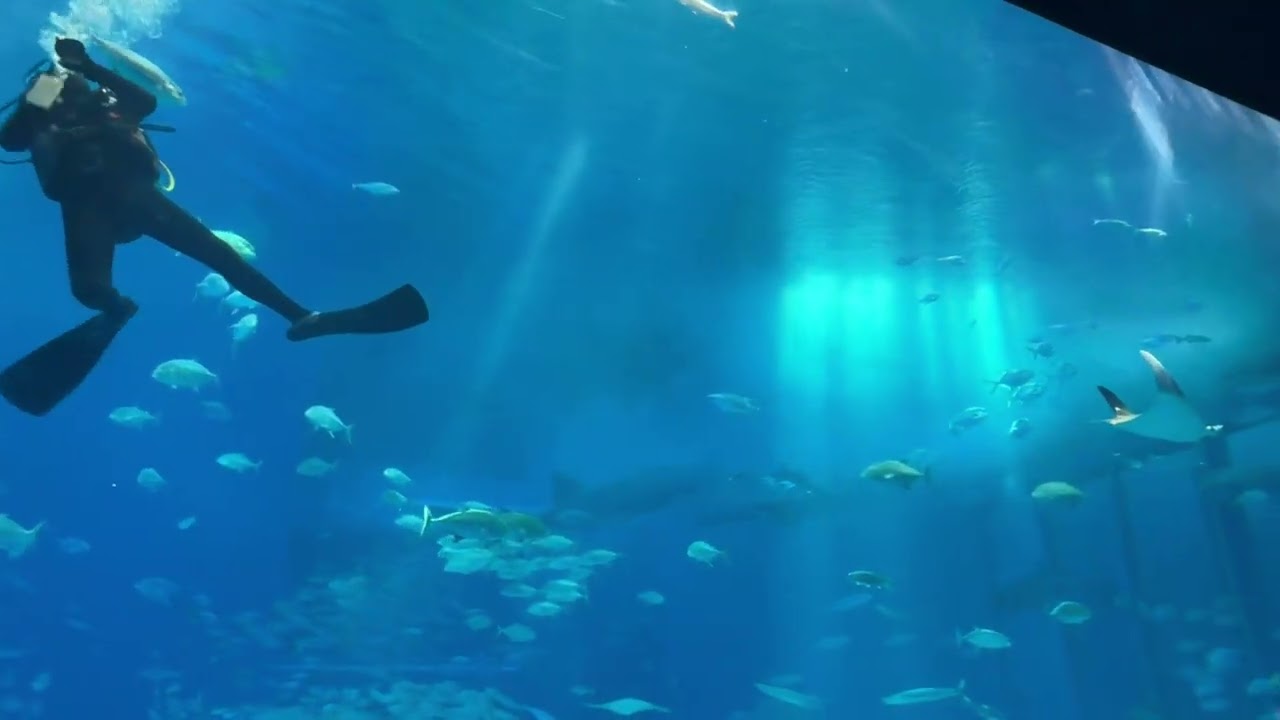 🍀ありがとう🩵🐋