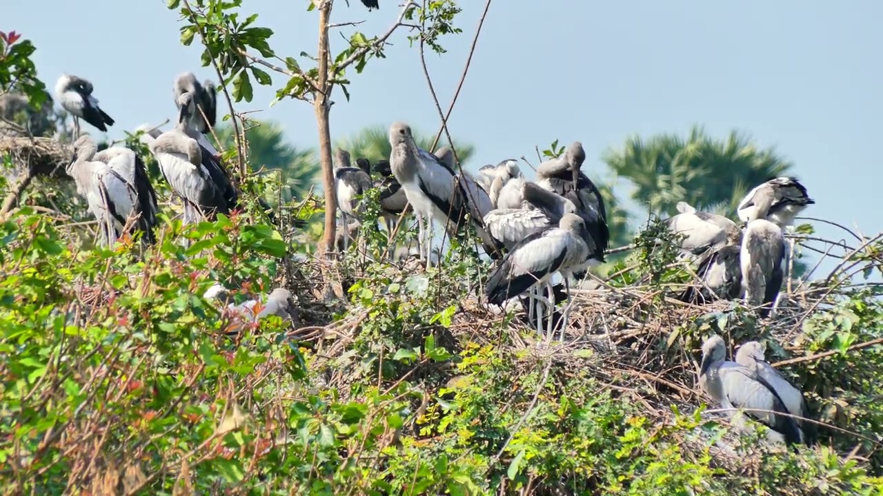 Mystery Of Bird Life Living at Flooded Forest  In The Beautiful World  the 00177
