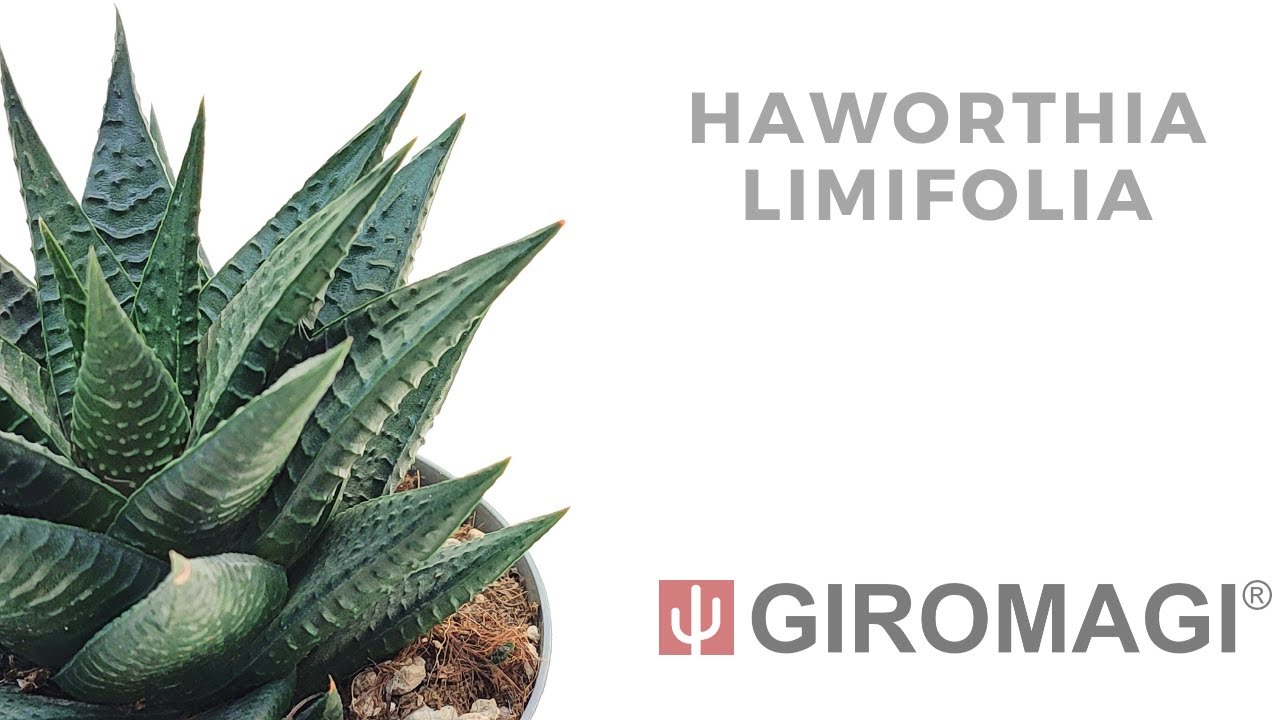 Haworthia limifolia