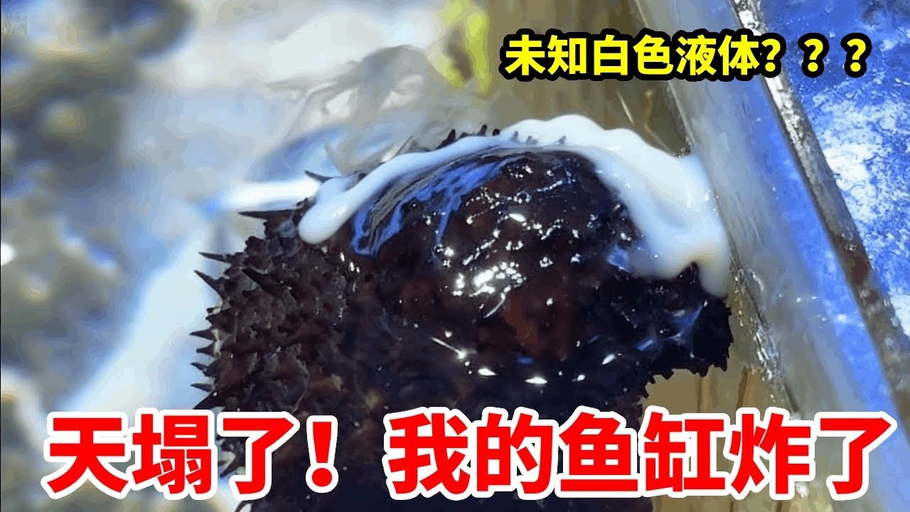 我的鱼缸炸了！！！天都塌了，这是海参灾难吗？整个鱼缸都是这种白色液体#诺亚方缸 #海洋生物 #animals #海参