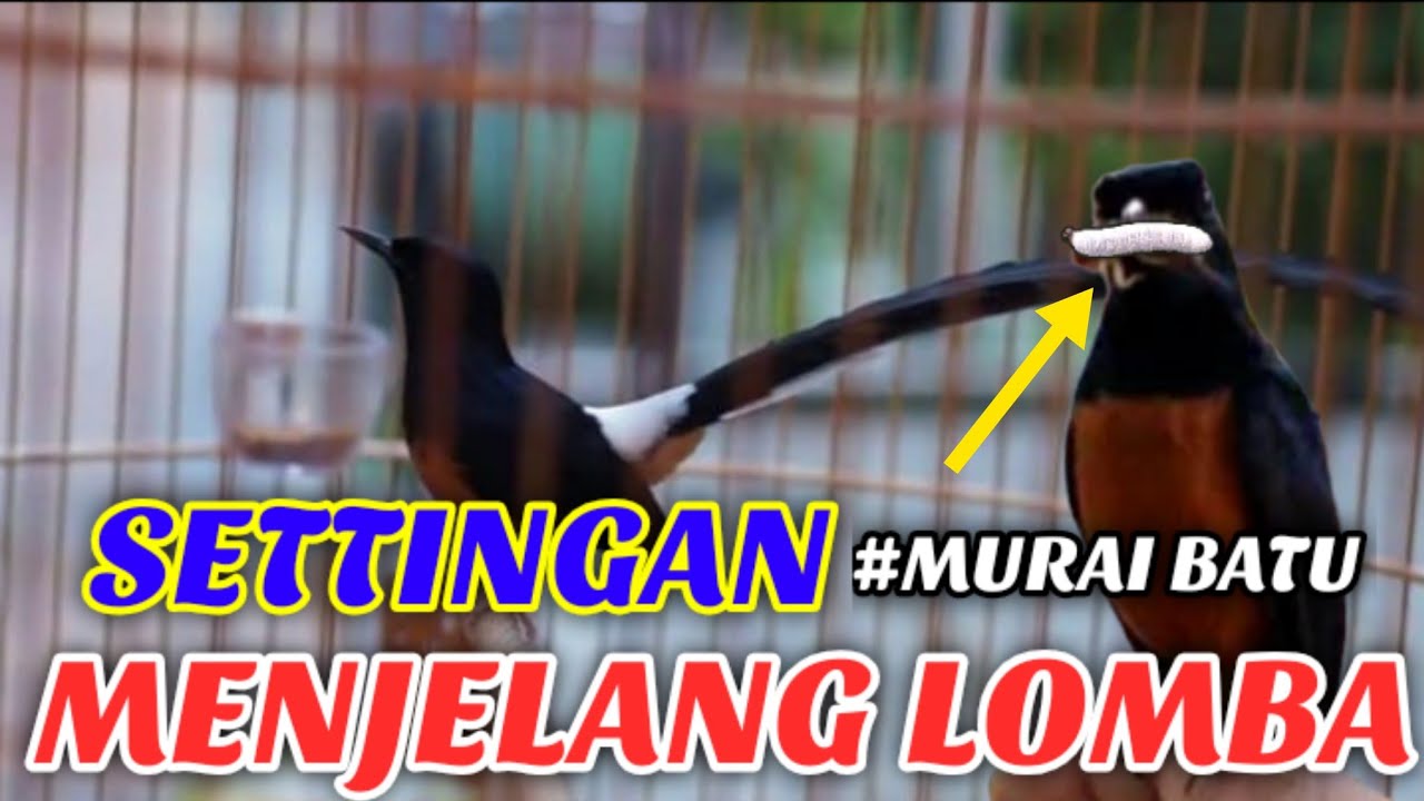 SETTINGAN MURAI BATU MENJELANG LOMBA