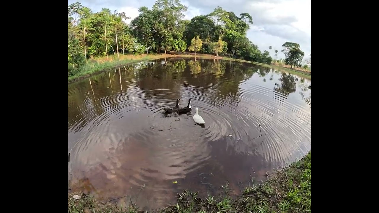 La primera vez de nuestros gansos en el lago ❤️🥰 #animals #ganso