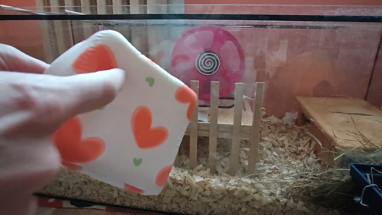 Základní výbava pro křečka - zařizujeme bydlení