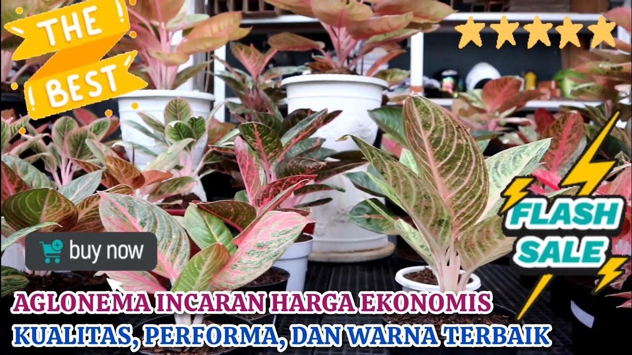 DAPATKAN AGLONEMA ID INCARAN HARGA EKONOMIS. DENGAN KUALITAS, PERFORMA & WARNA TERBAIK. Eps 1589