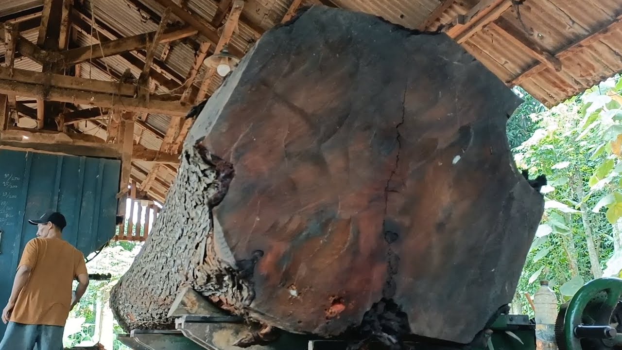 A giant tree that holds a million mysteries || sawmill 