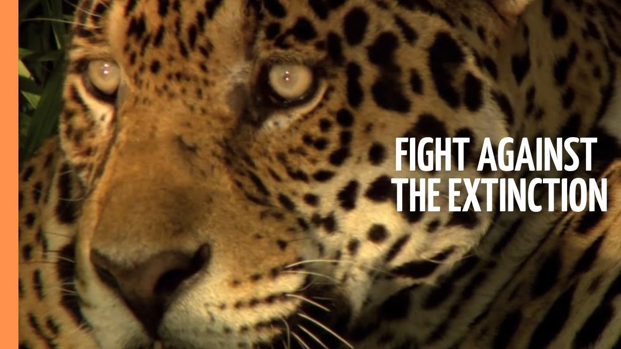 Wildlife Warriors - The tough fight against the extinction of endangered species | Full Documentary