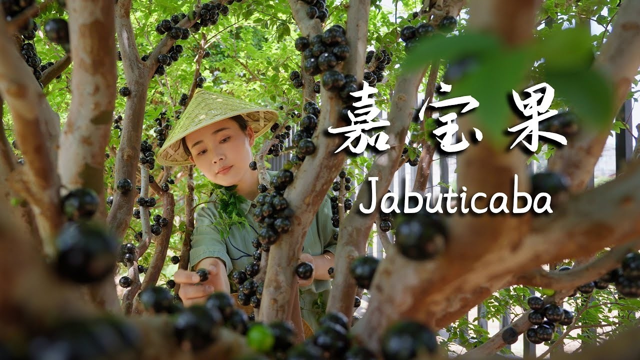 Jabuticaba: The Forest's Black Pearl That Bursts with Flavor.【滇西小哥】
