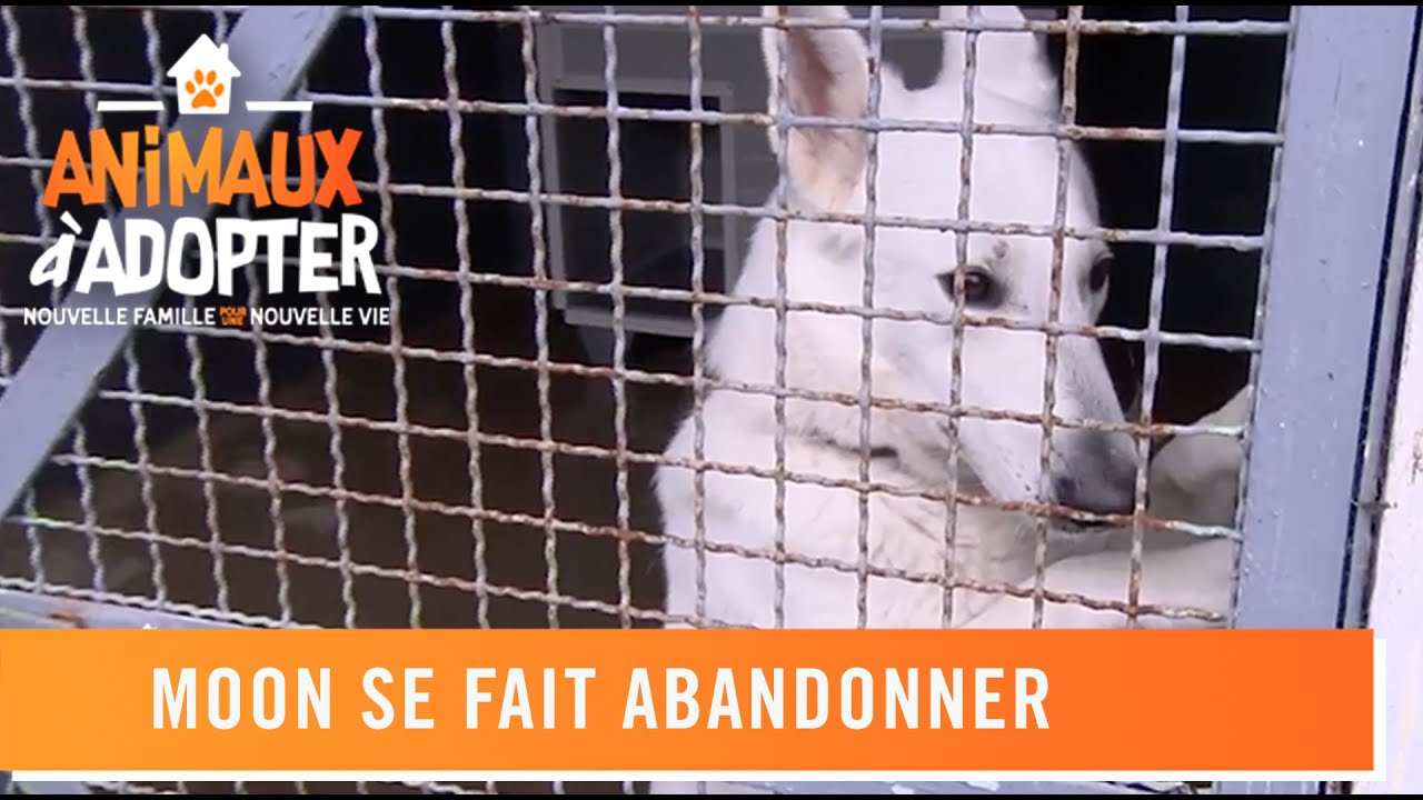 Moon se fait abandonner - Animaux À Adopter