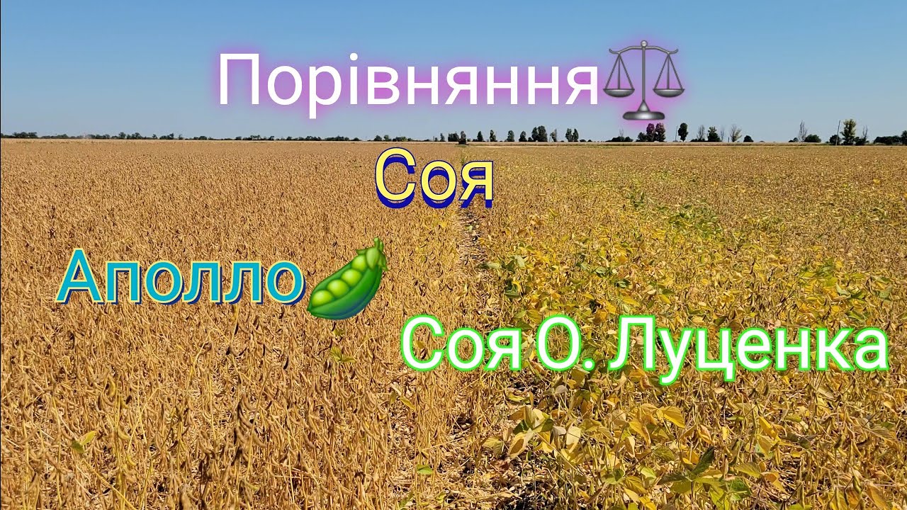 Порівняння сої⚖️ Аполо🌱 та Олександра Луценка🫛❗️❗️❗️