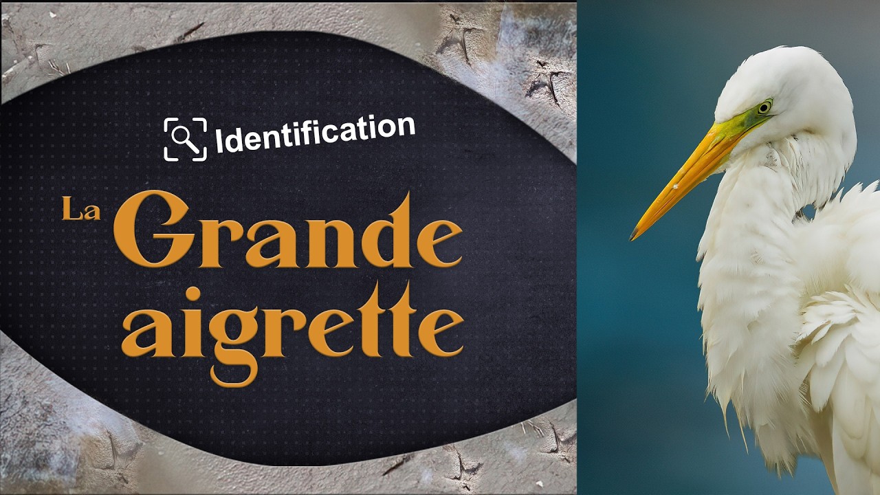 Identification de la grande aigrette