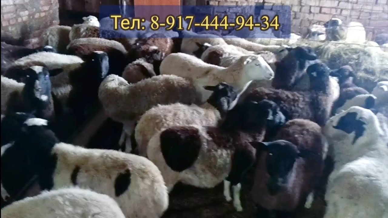 Реклама!!! Продаются ярки ф3-ф4 дорпера, возраст от 4 до 6 месяцев, Цена от 22000 до 30000 рублей 