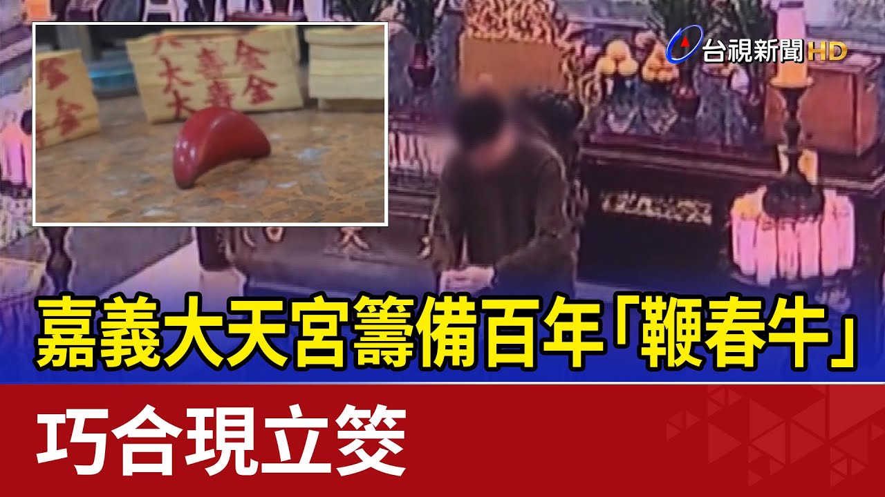 嘉義大天宮籌備百年「鞭春牛」 巧合現立筊