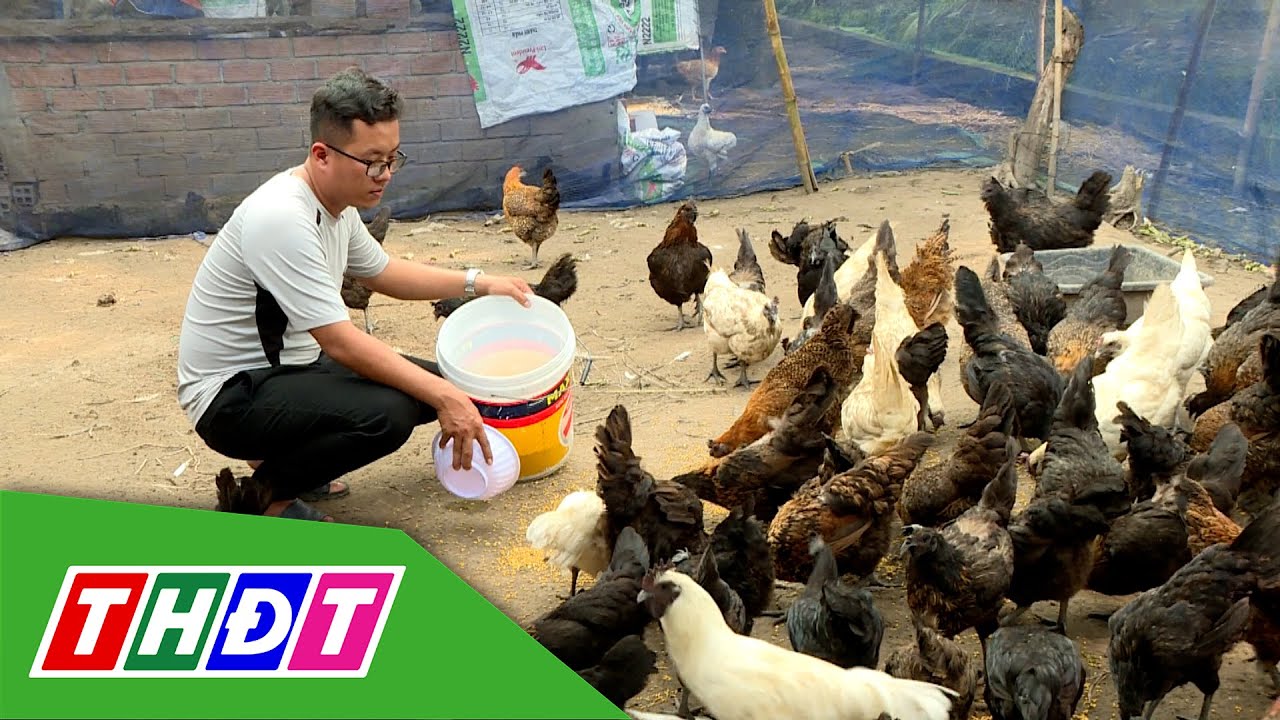 Chàng kỹ sư bỏ phố về quê nuôi dúi và gà H'mông đen | Nông dân khởi nghiệp - 14/9/2025 | THDT