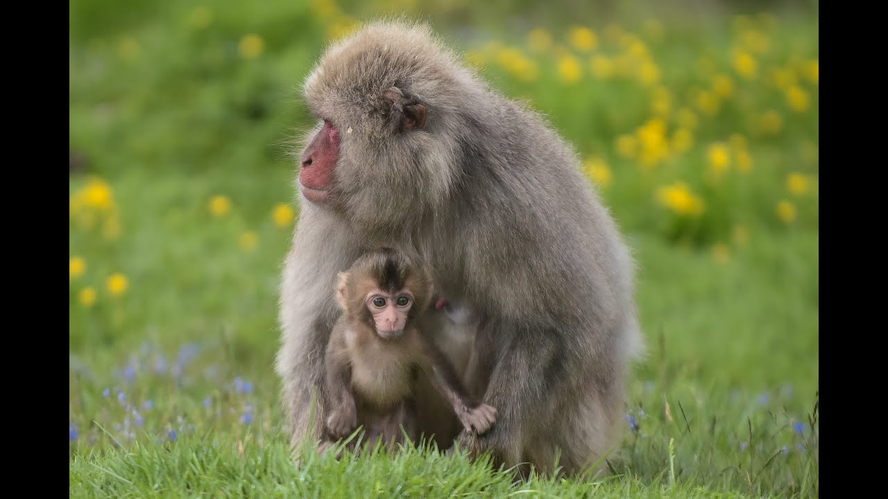Adorable new-born snow monkey, small enough to fit into the palm of a hand.